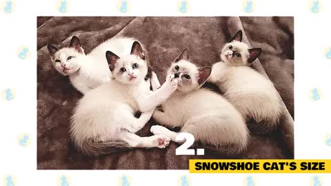 Facts and Myths about Snowshoe Cats!