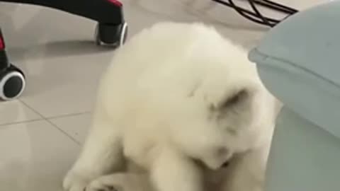 A cute Samoyed puppy