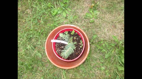 Back Yard Music Colorado Blue Spruce July 2021