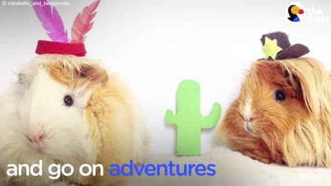 Guinea Pig Sisters Have The Best Hair Ever