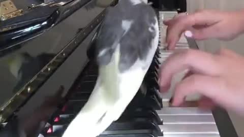 Funny bird with dance