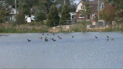 Frog and geese in a pond