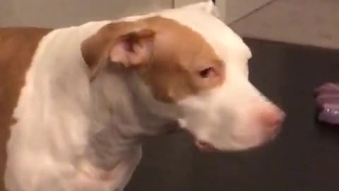 Brown and white pitbull turns head toward camera