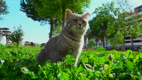 Close Up Video of a Cat on the Grass