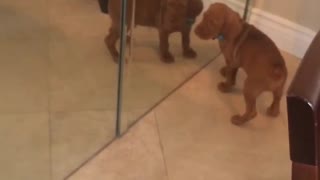 Brown dog with blue collar playing with itself in mirror