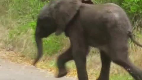 Baby elephant sprints across the road