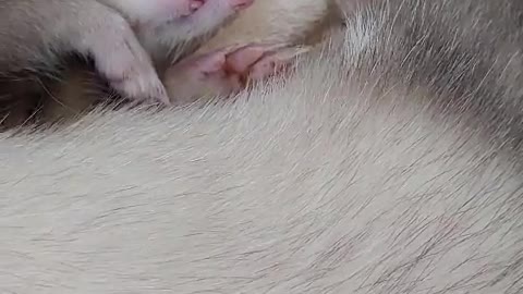 Ferrets are so cute. Ferrets are the best.