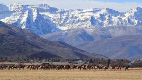 a big herd of elk in fields by houses panning shot