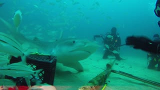 Ever Seen A Tiger Shark Being Stroked By Diver? | Florida