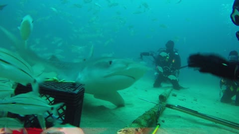 Ever Seen A Tiger Shark Being Stroked By Diver? | Florida