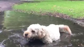 White dog playing in dirty water