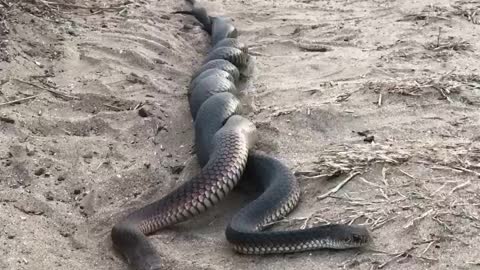 Multiple Snake