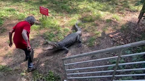 Lodge Owner Smacks Charging Crocodile with Frying Pan 1080p