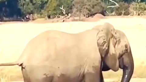 Elephant kills crocodile