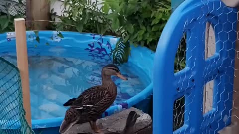 Just ducks doing duck stuff