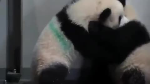 Cute and lovely panda