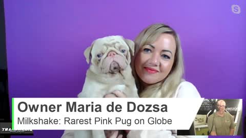 Milkshake: Rarest Pink Pug on Globe w/ Baby Blue Eyes- Unicorn Pug