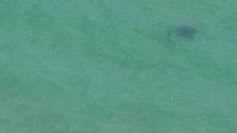 Man Observed Swimming Near A Stingray off Coast of Southeast Florida