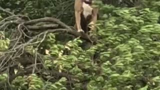 Doggy Climbs Tree to Enjoy the Breeze