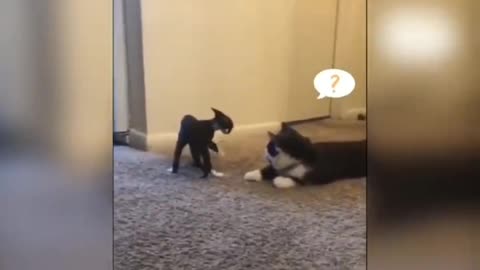 scary cat battle