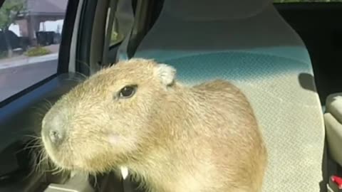 Pipi und kaki, pipi kaka land meme song. Cute wild Capybara animal, eating food, cute mouth car poop pee