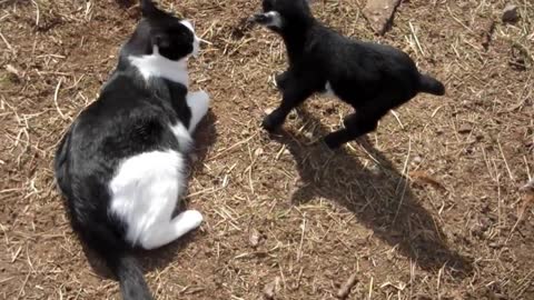 Tiny baby goat bonds with friendly cat