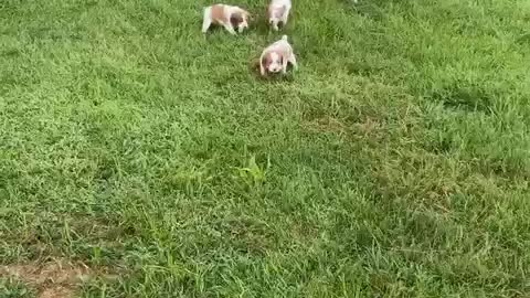 Brittany puppies unleashed