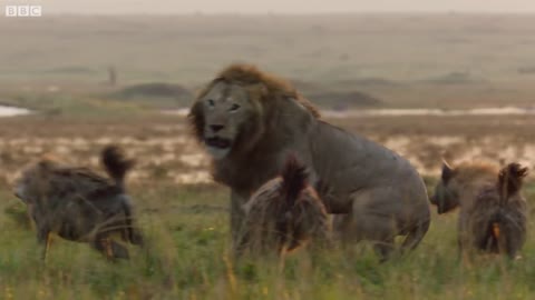 Lion Trapped VS Clan of Hyenas