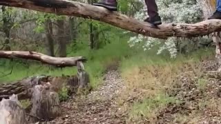 Guy stands on tree branch falls on back