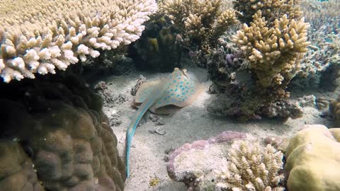 Blue Spotted Stingray are burying themselves in the sand waiting for prey