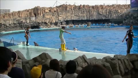[Complete version] Performance show of dolphin _ Nagoya Port Aquarium