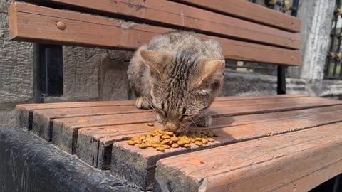 Very friendly homeless tabby cat