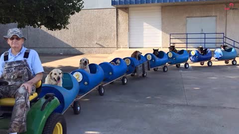 80 year old builds a 'dog train' to take all his rescued dogs on little adventur