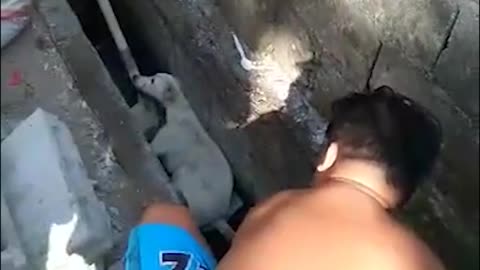 Dog Stuck in Ditch Rescued and Nursed