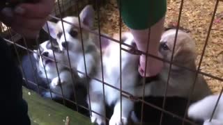 Heart-warming Corgi puppy swarm!