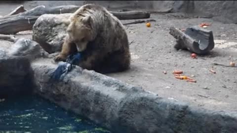 Bear rescues a drowning crow