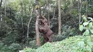 Wild elephant does acrobatic feat to pluck jackfruit