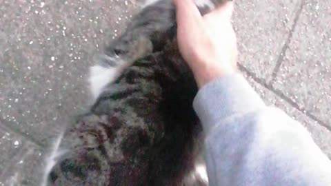 Found a lovely cat on the street