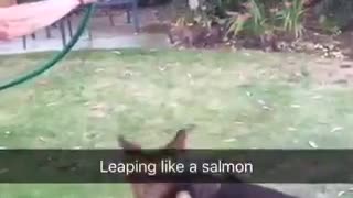 Dog trying to drink water and jumping up to reach it