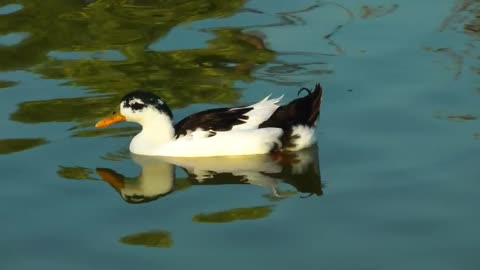 black and white duck on the lake