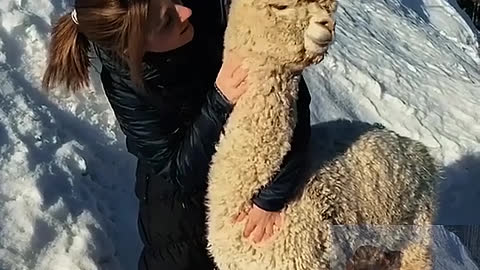 Kiss the alpaca