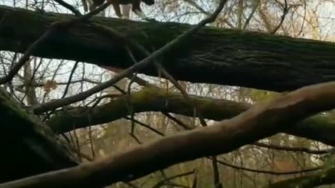 Tan dog walking on top of tree branch