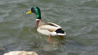 Footage Of Duck Swimming In Lake In Afternoon