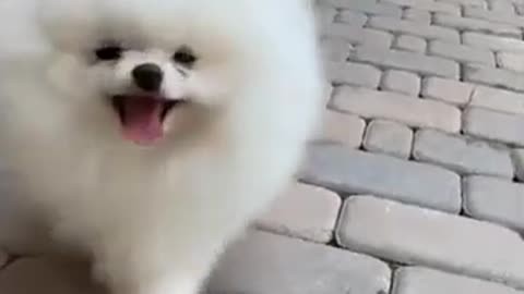 AWW SO SUTE! 😍🥰 So Cutest Animals Dog 😱#shorts#viral #trending😍🥰