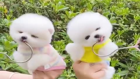 Dogs Funny Videos- Cute Dog Video - Mini Pomeranian Funny Dogs