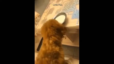 Puppy put milk on himself 🤣🤣 | Cute Puppies | TheSPARROW