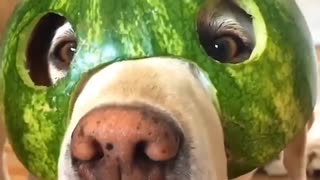 good grief! The puppy's head is wrapped in magic watermelon rind, check out the video!