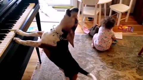 Funniest Dogs And Cats Videos 😁 Best Funny Animal Videos 2024