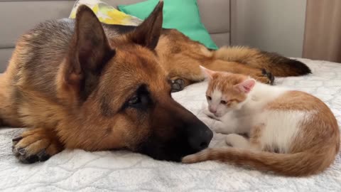 German Shepherd and Tiny Kitten Love Each Other