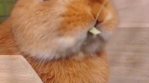 This rabbit's life is all about eating and exercising